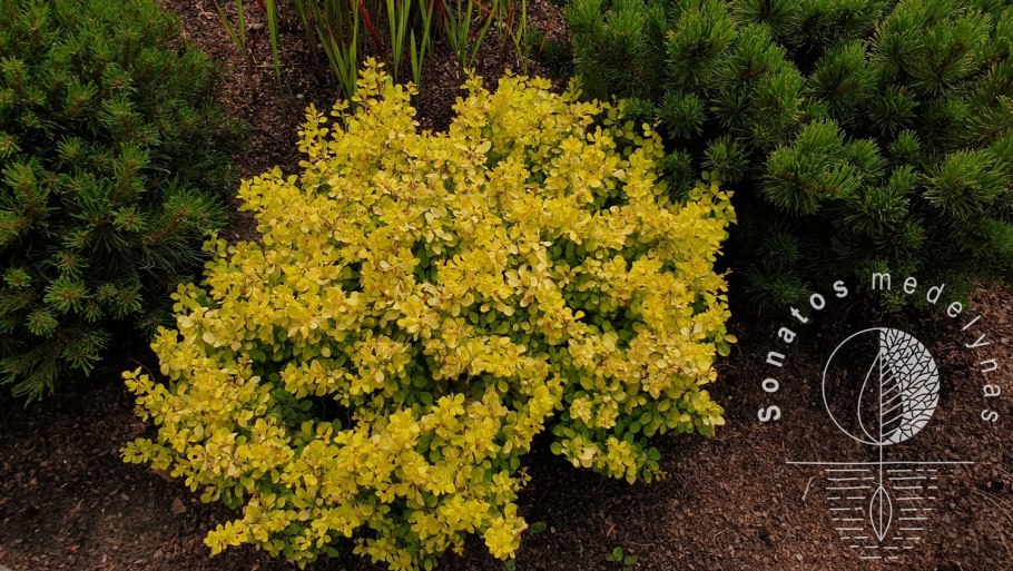 Барбарис Тунберга Атропурпуреа цветение