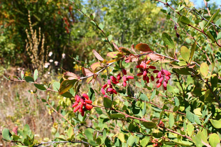 Тараножка ягода