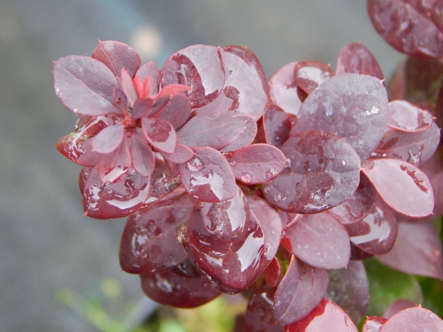 Барбарис почвопокровный