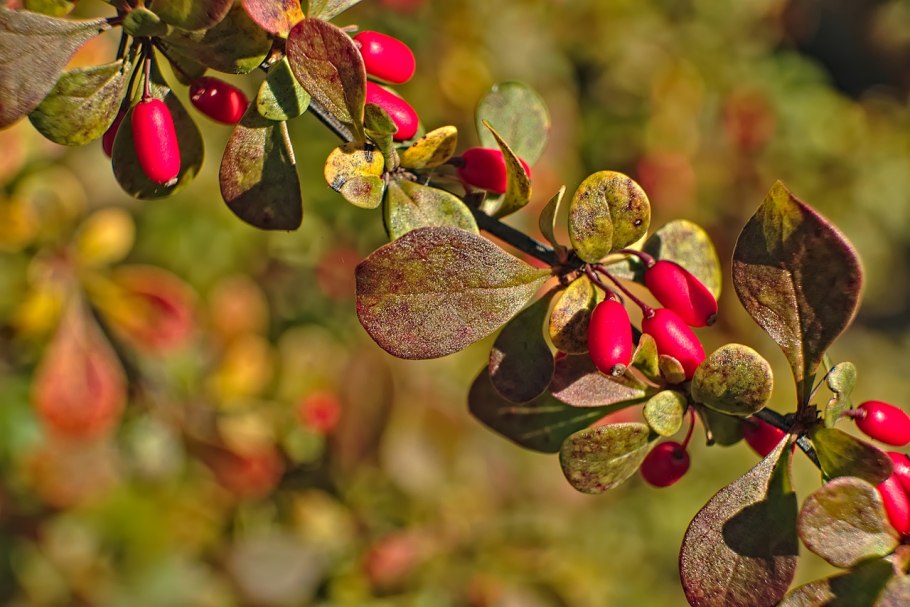 Барбарис монетный