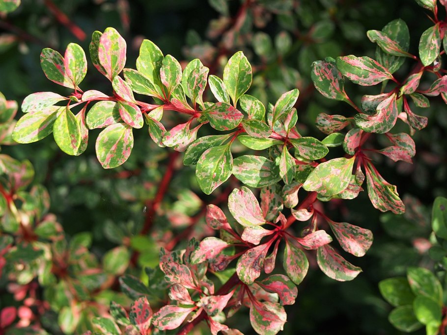 Дерен Барбарис оттавский