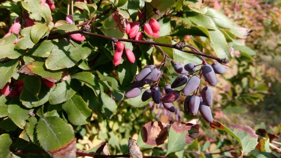Барбарис Юлиана в ландшафтном дизайне