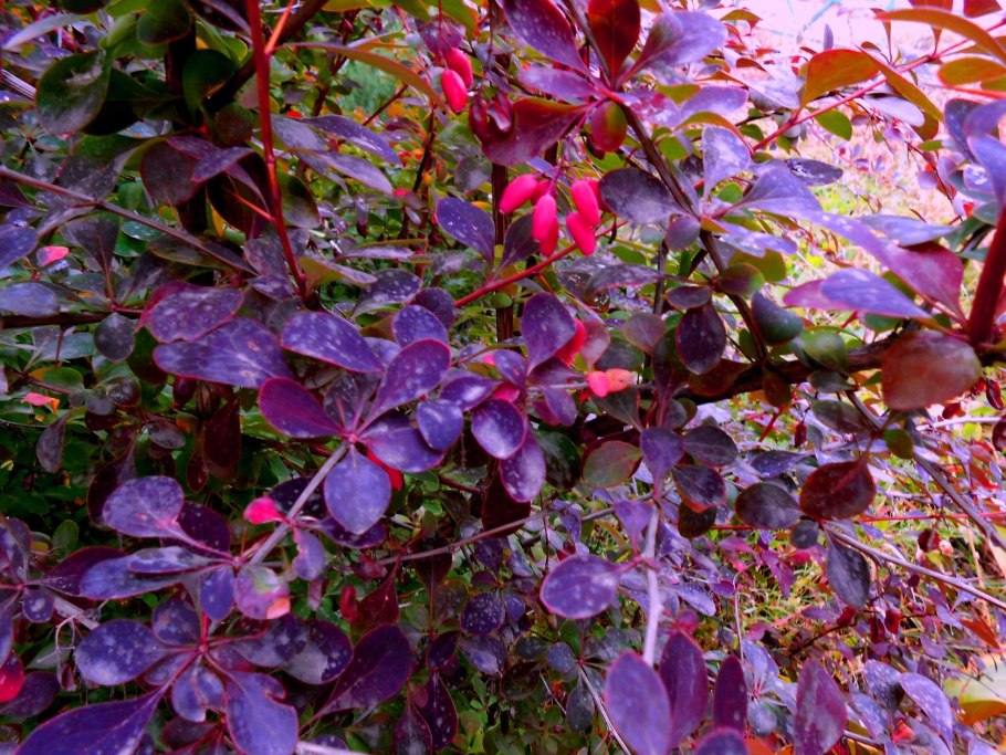 Барбарис Индиан саммер