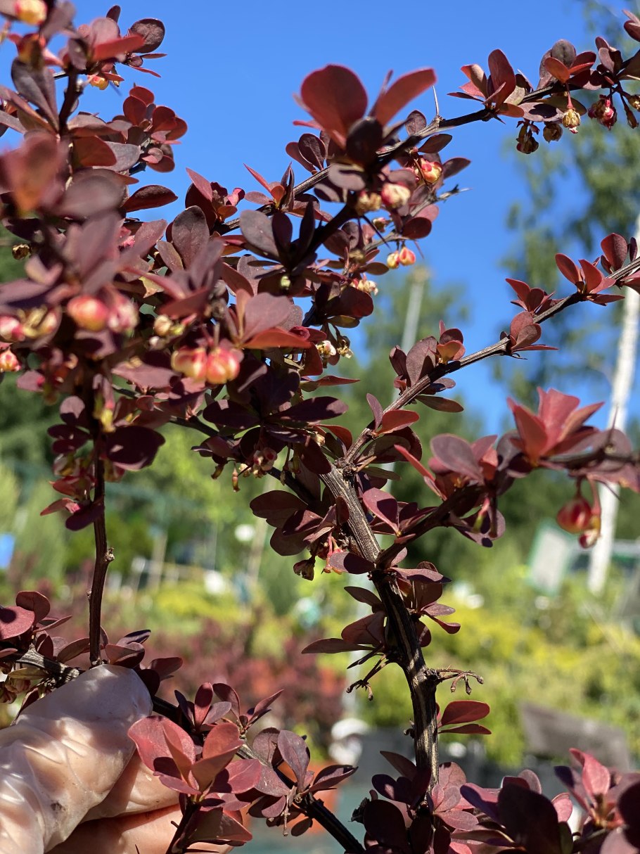 Барбарис обыкновенный Berberis vulgaris