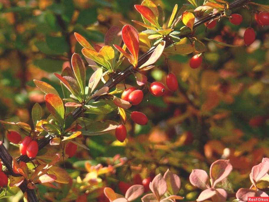 Барбарис фото кустарника и ягоды
