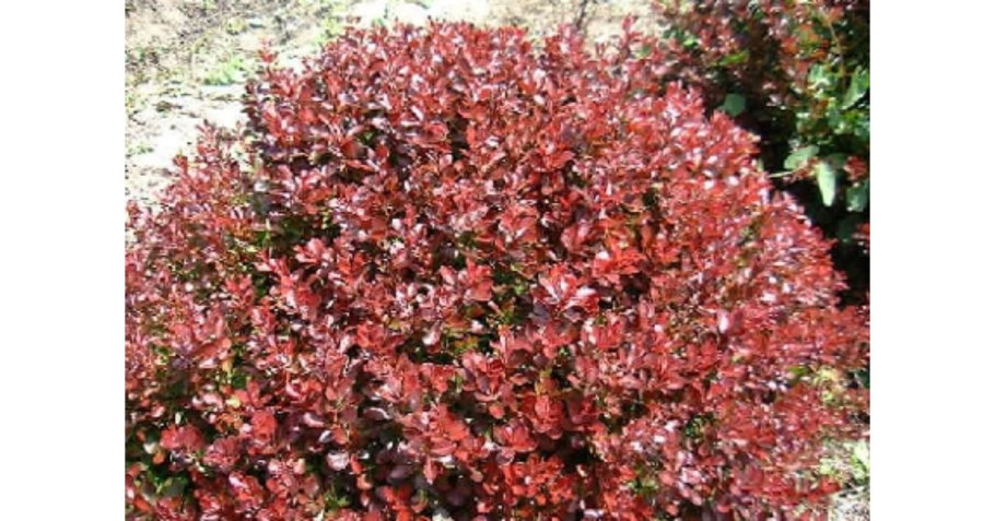 Бсрбарис ТУМБЕРГА атропврпурная