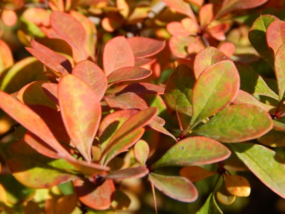 Сумах и Барбарис разница