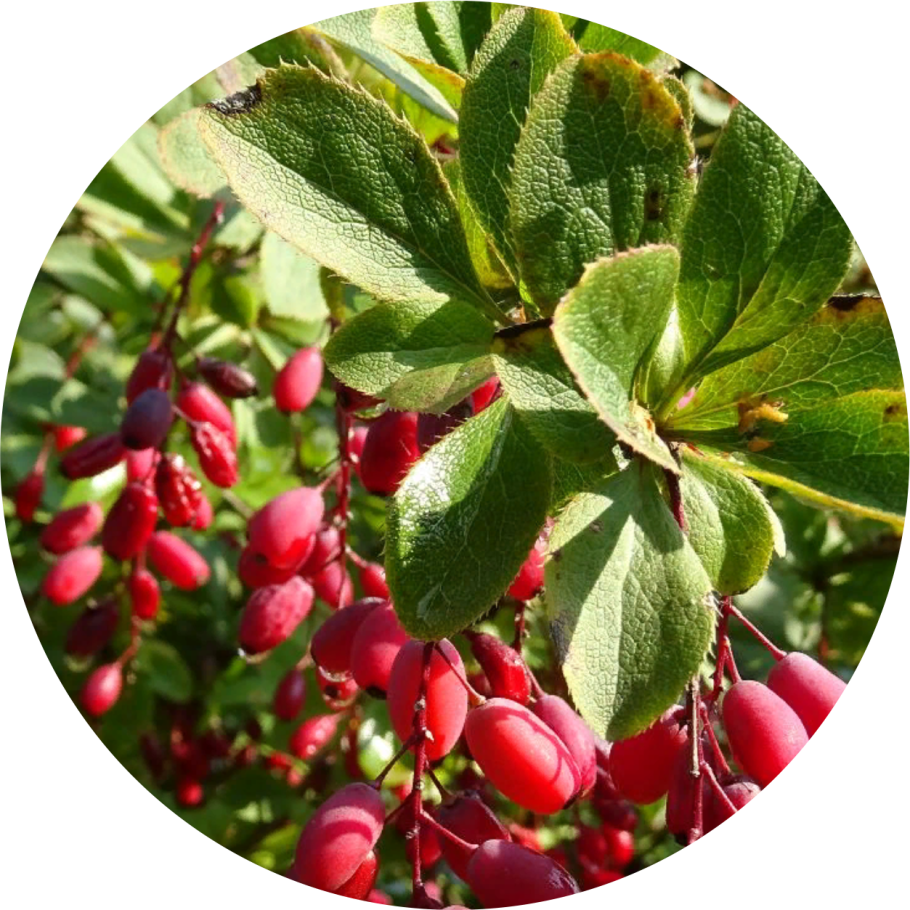 Фото ни Листопадная барбариса зимой