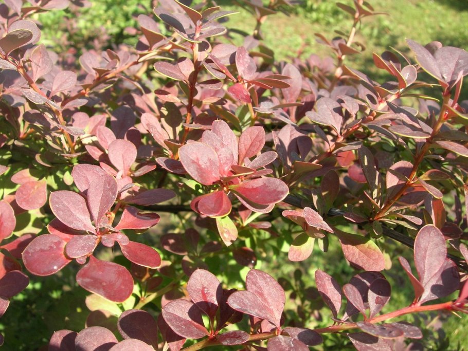 Барбарис Санни