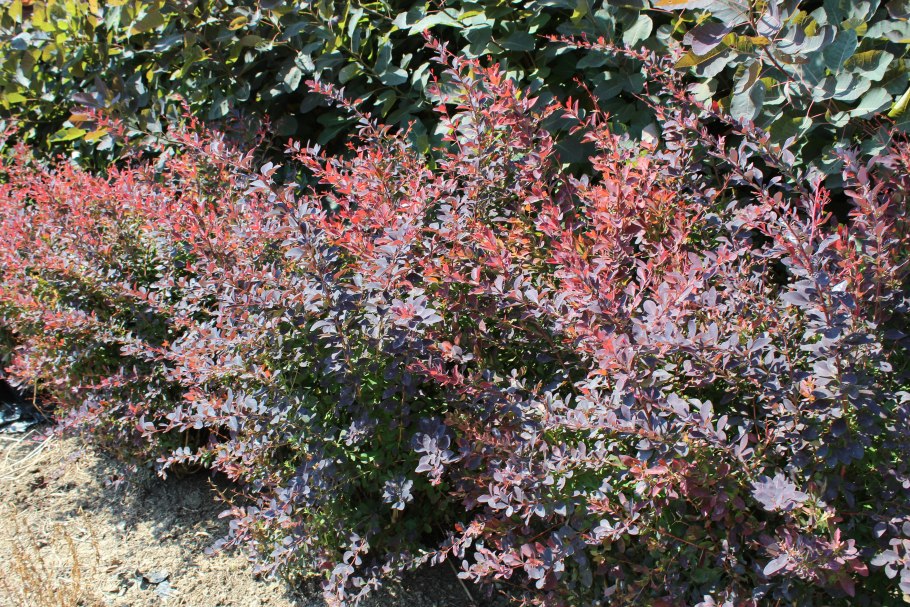 Berberis thunbergii Барбарис Тунберга Bonanza Gold