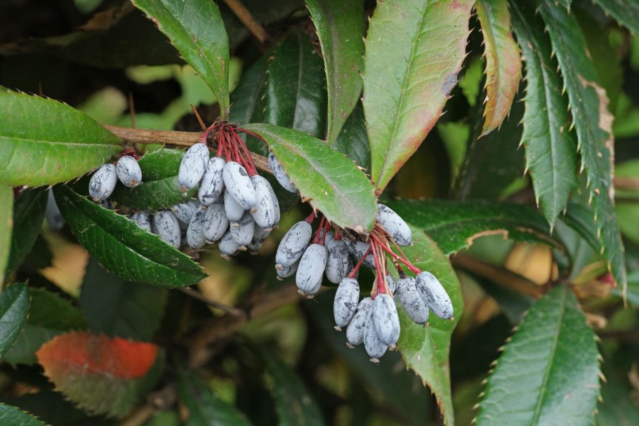 Барбарис съедобный сорта