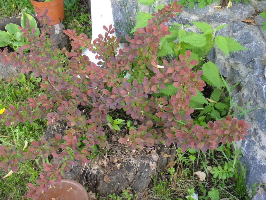 Барбарис Роуз Глоу