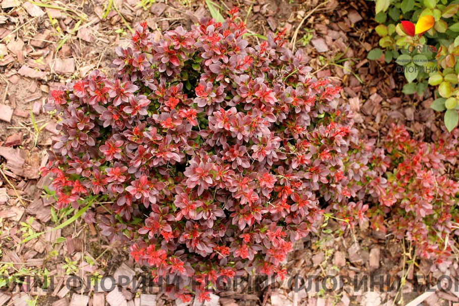 Барбарис обыкновенный Ауреомаргината
