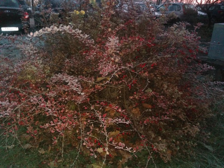 Барбарис Мария и оттавский