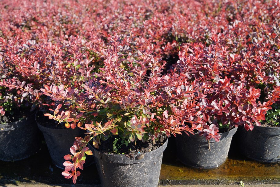 Барбарис оттавский