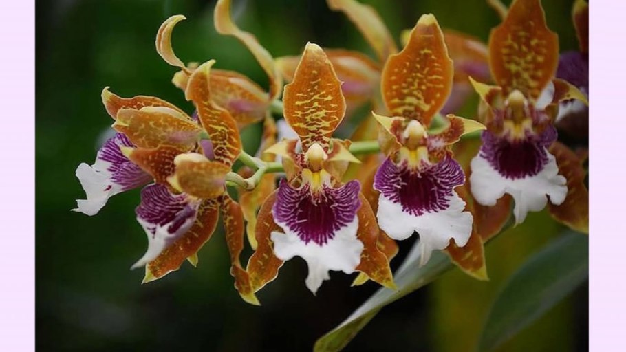 Одонтоглоссум грунт