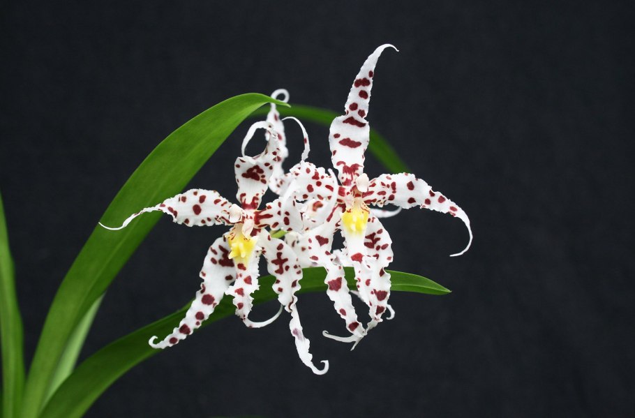 Орхидея Камбрия одонтоглоссум