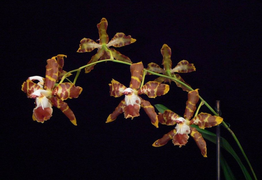 Фаленопсис одонтоглоссум