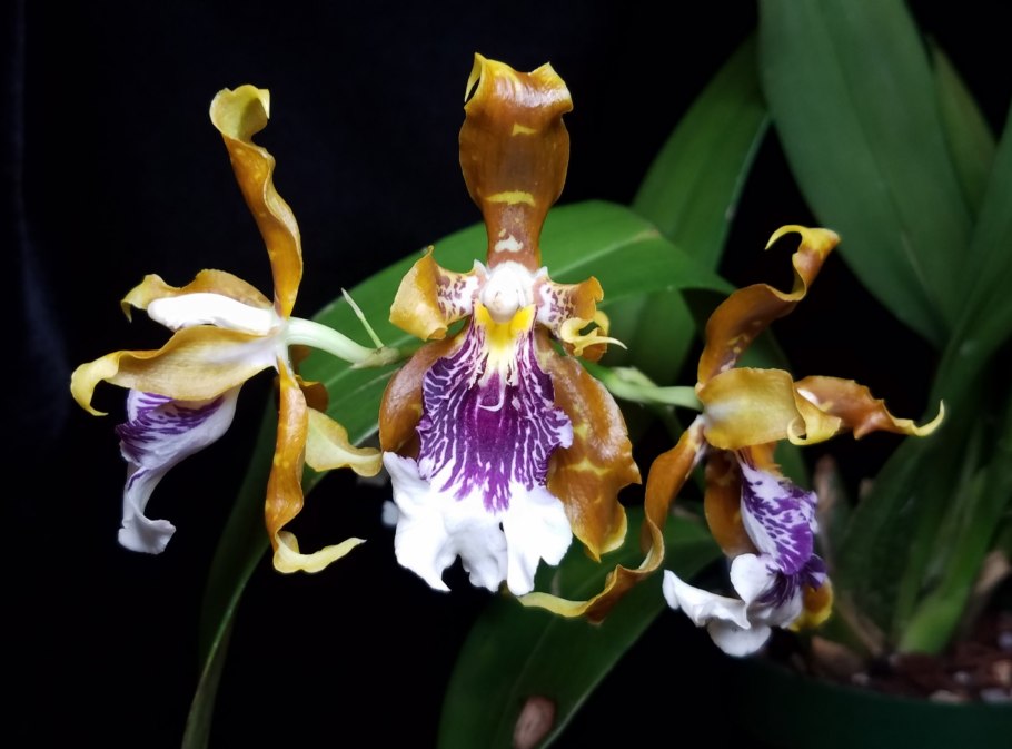 Odontoglossum harryanum