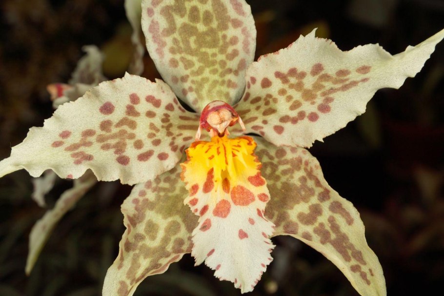 Одонтоглоссум грунт