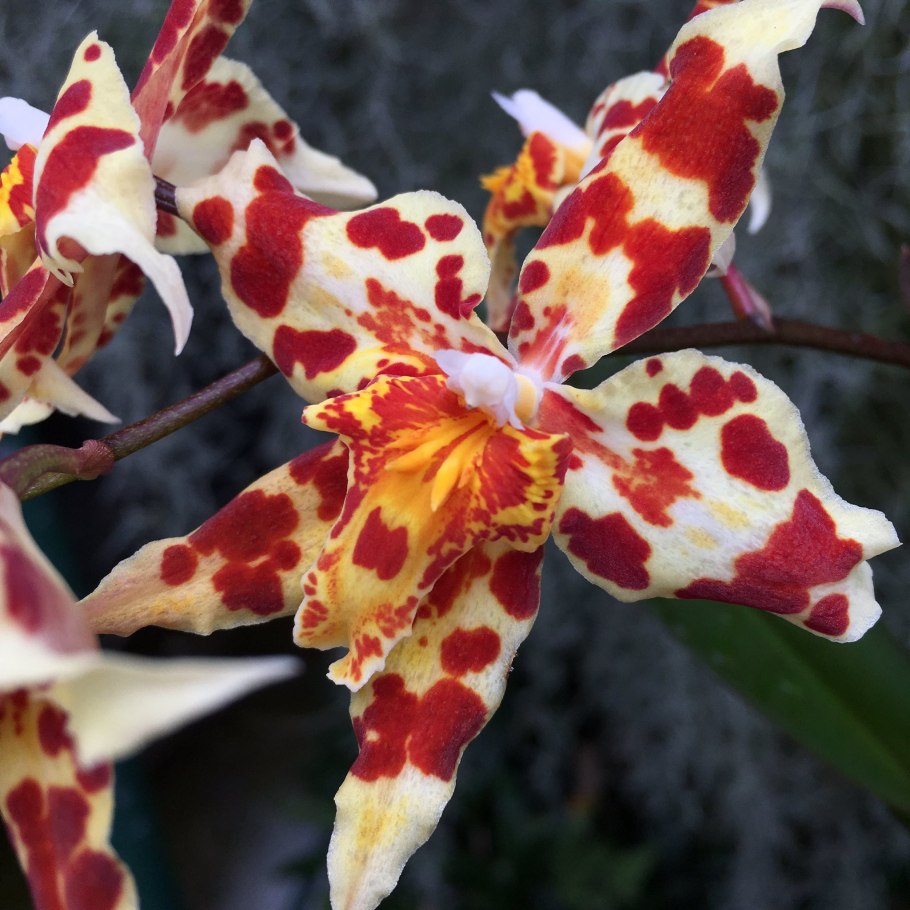 Одонтоглоссум Камбрия