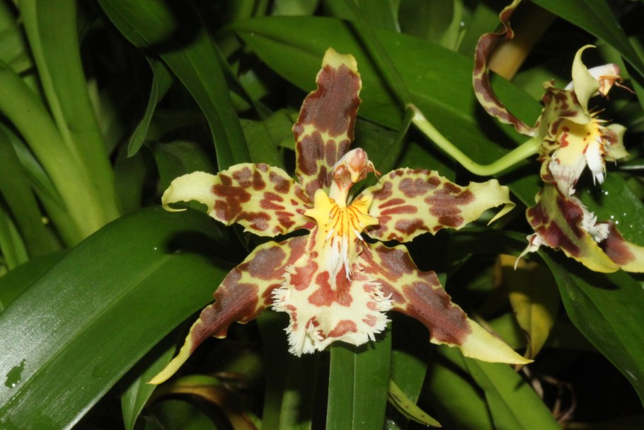 Одонтоглоссум онцидиум