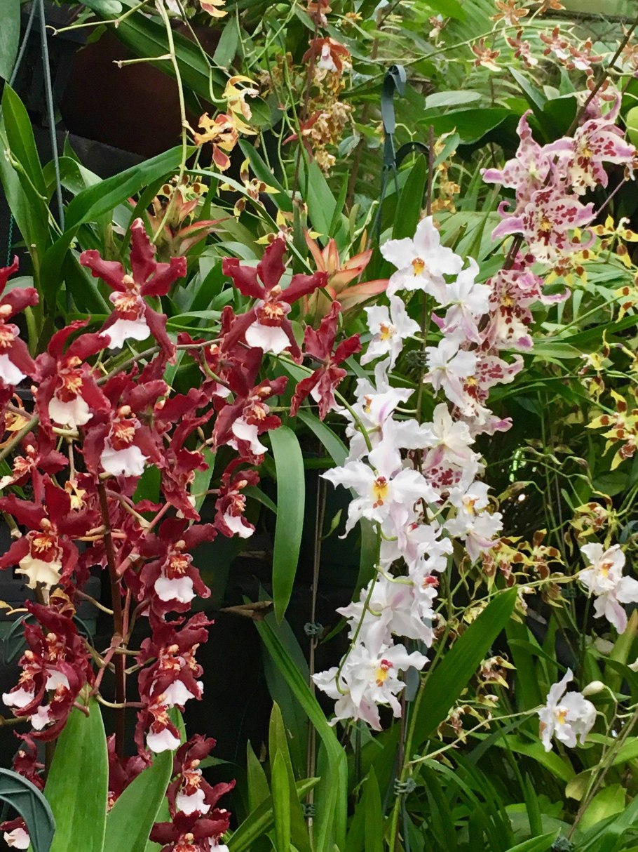 Одонтоглоссум биктонский