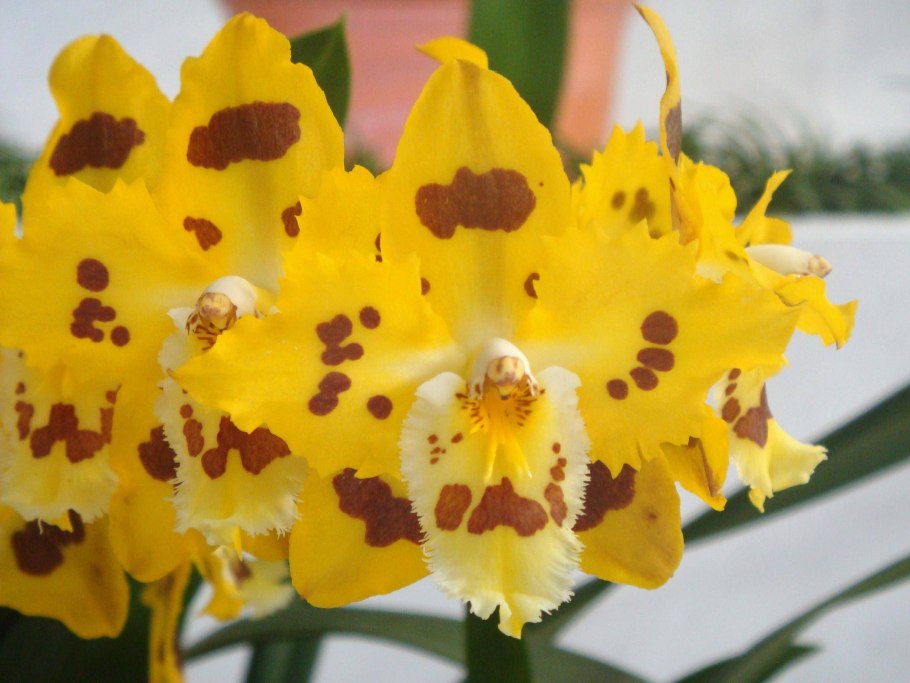 Odontoglossum harryanum