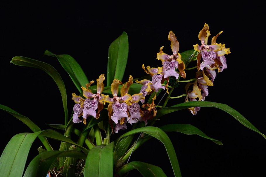 Орхидея Odontoglossum