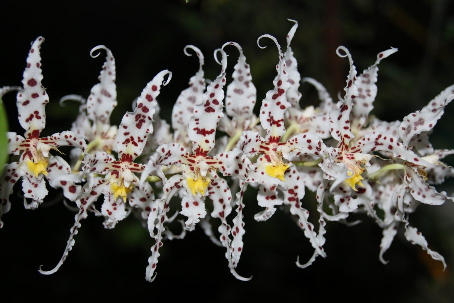 Одонтоглоссум Камбрия