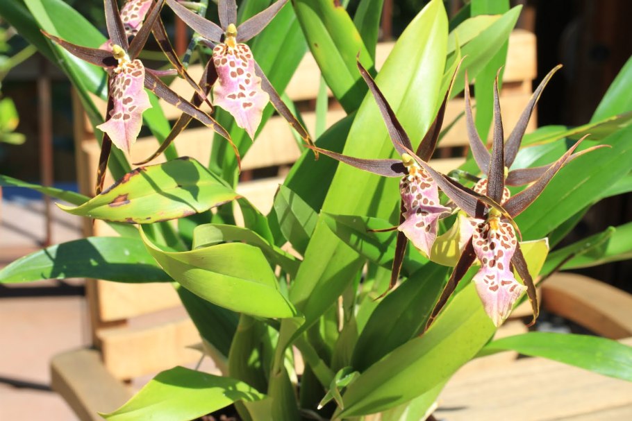 Орхидея одонтоглоссум Инферно