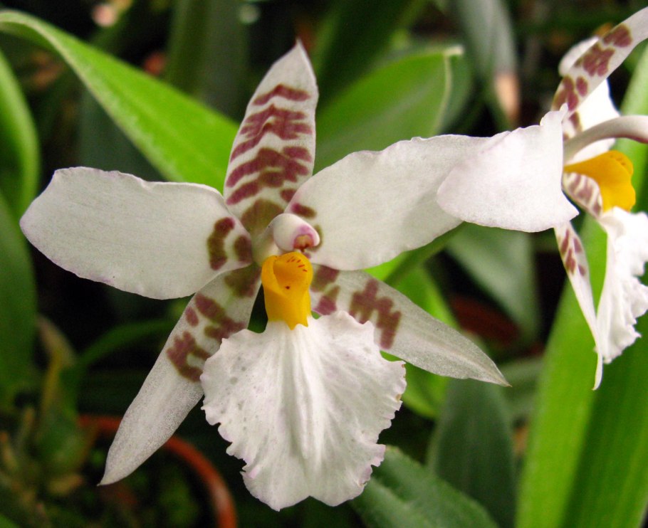 Одонтоглоссум Орхидея