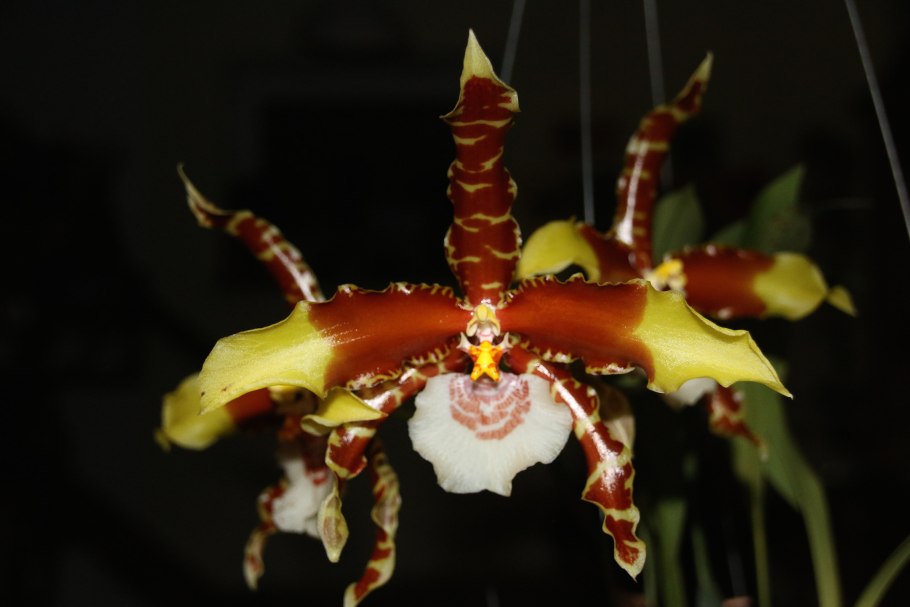 Одонтоглоссум Камбрия