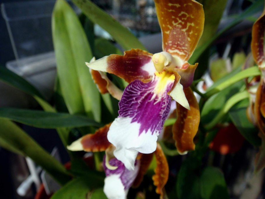 Онцидиум Нивеум