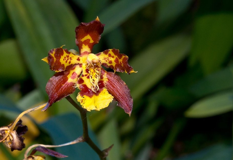 Odontoglossum dracoceps