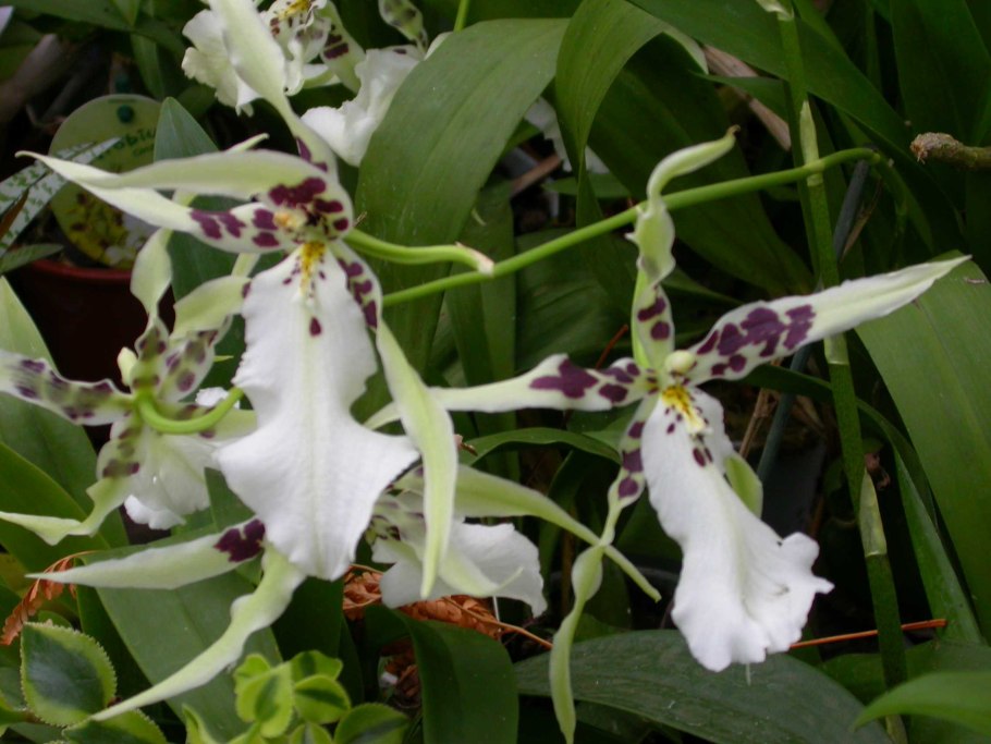 Одонтоглоссум Орхидея бордовая