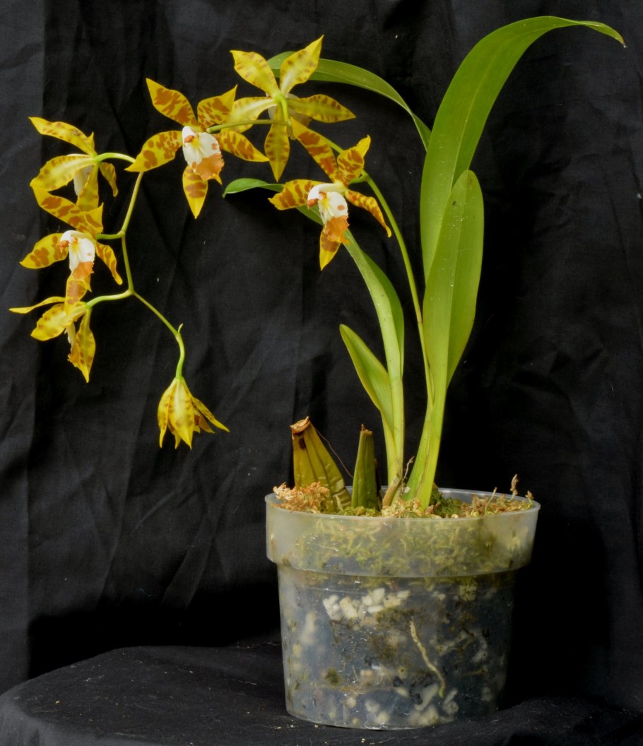 Одонтоглоссум Камбрия