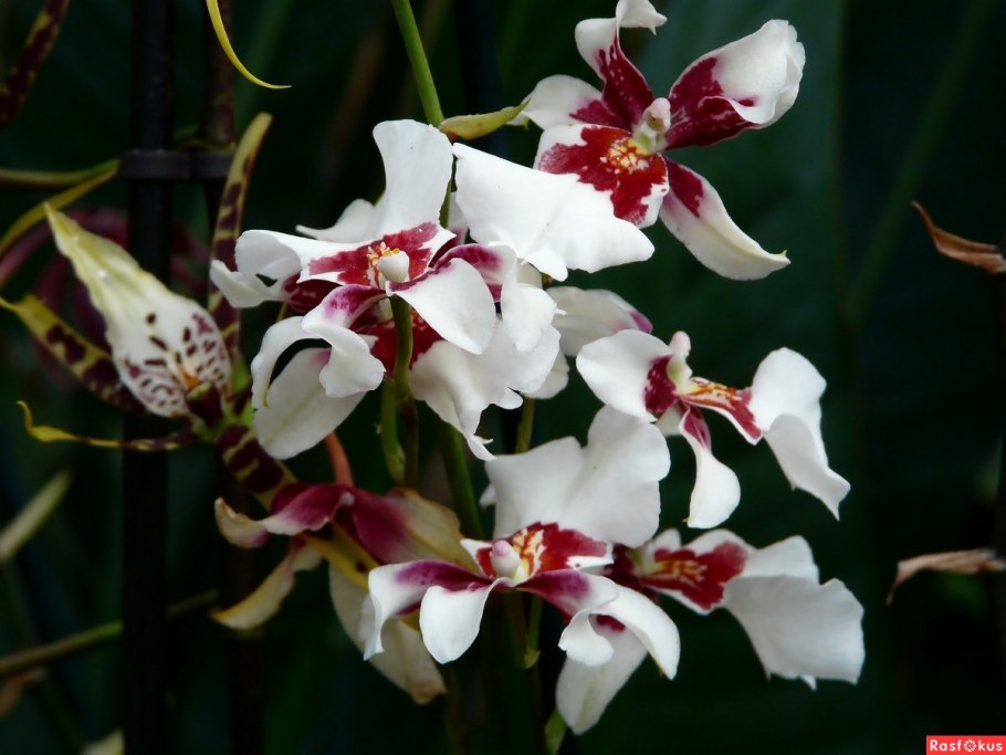 Одонтоглоссум Орхидея