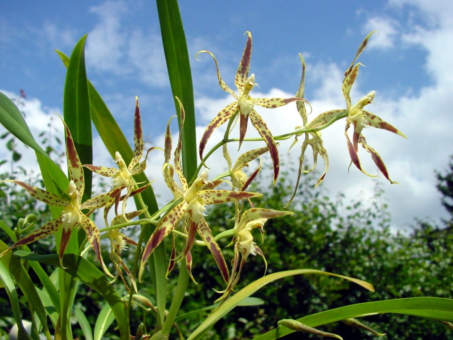 Odontoglossum crispum