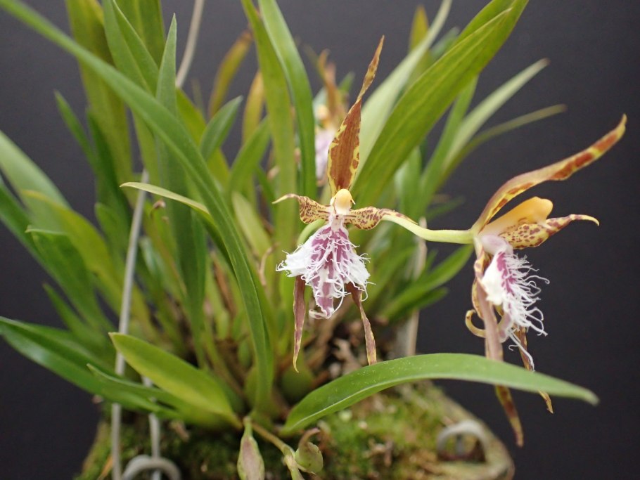 Россиоглоссум Орхидея