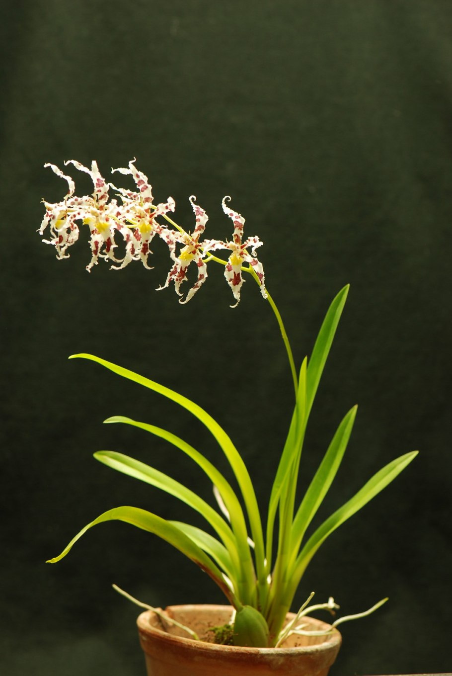 Фаленопсис одонтоглоссум