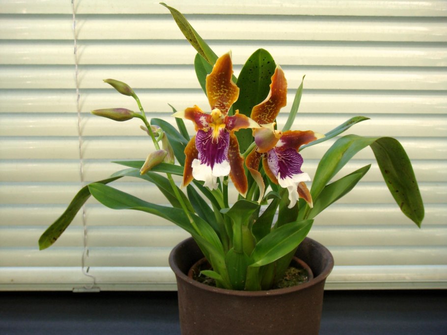 Odontoglossum bictoniense x Odontioda Teipel´s Panda