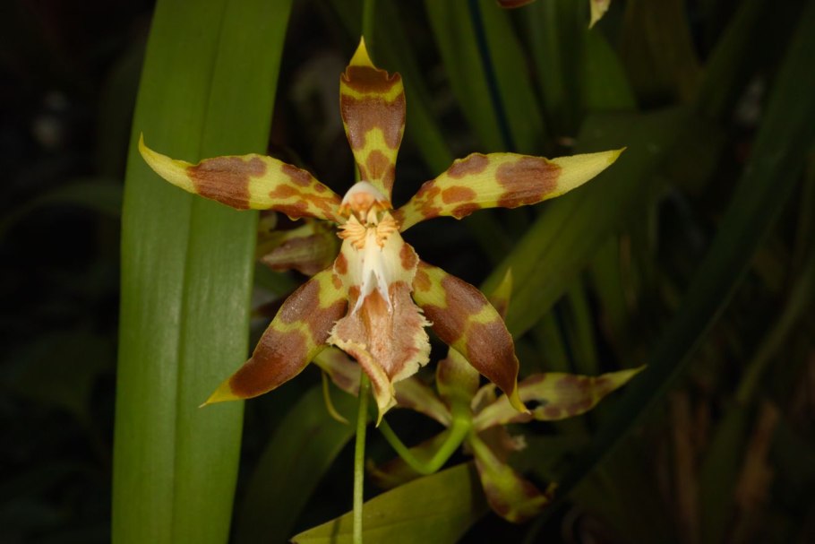 Одонтоглоссум онцидиум