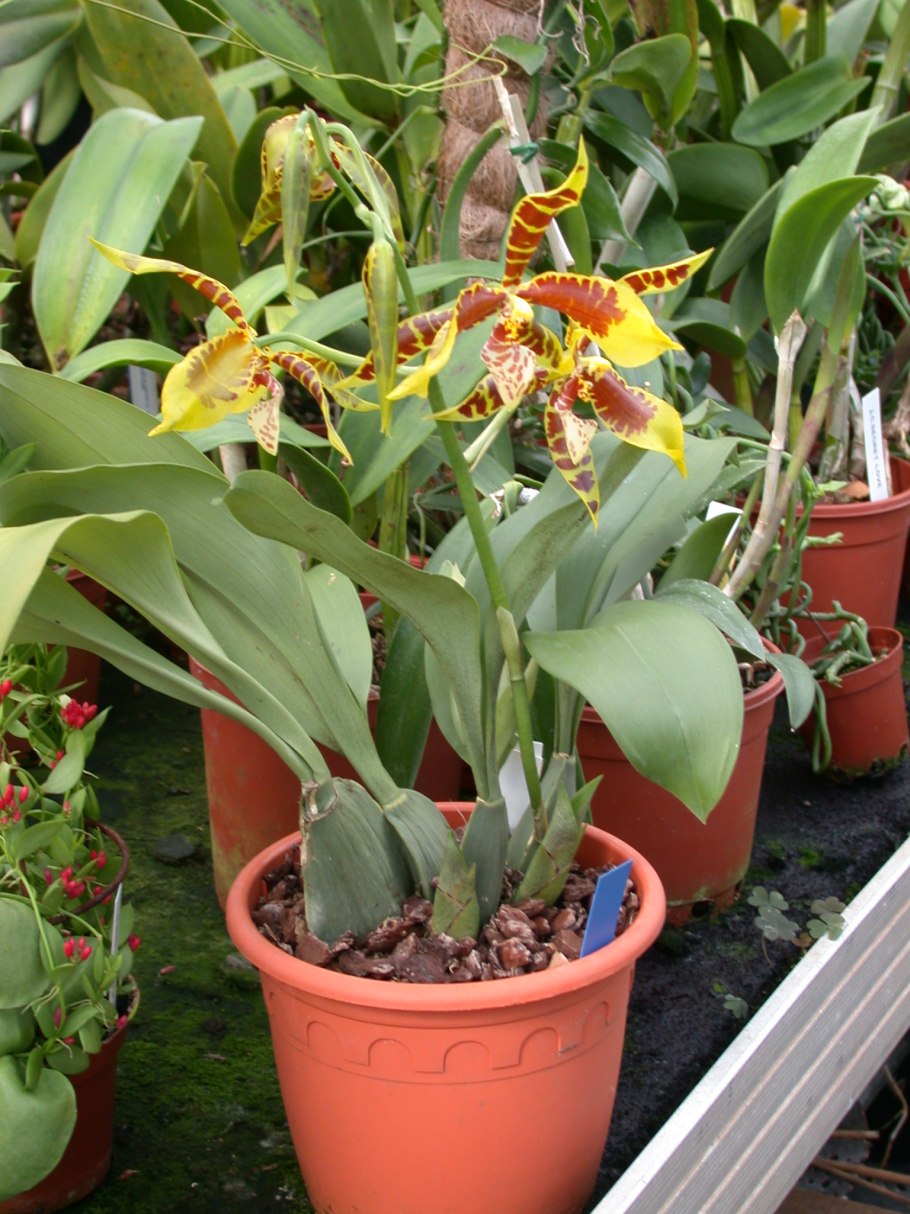 Орхидея Камбрия одонтоглоссум