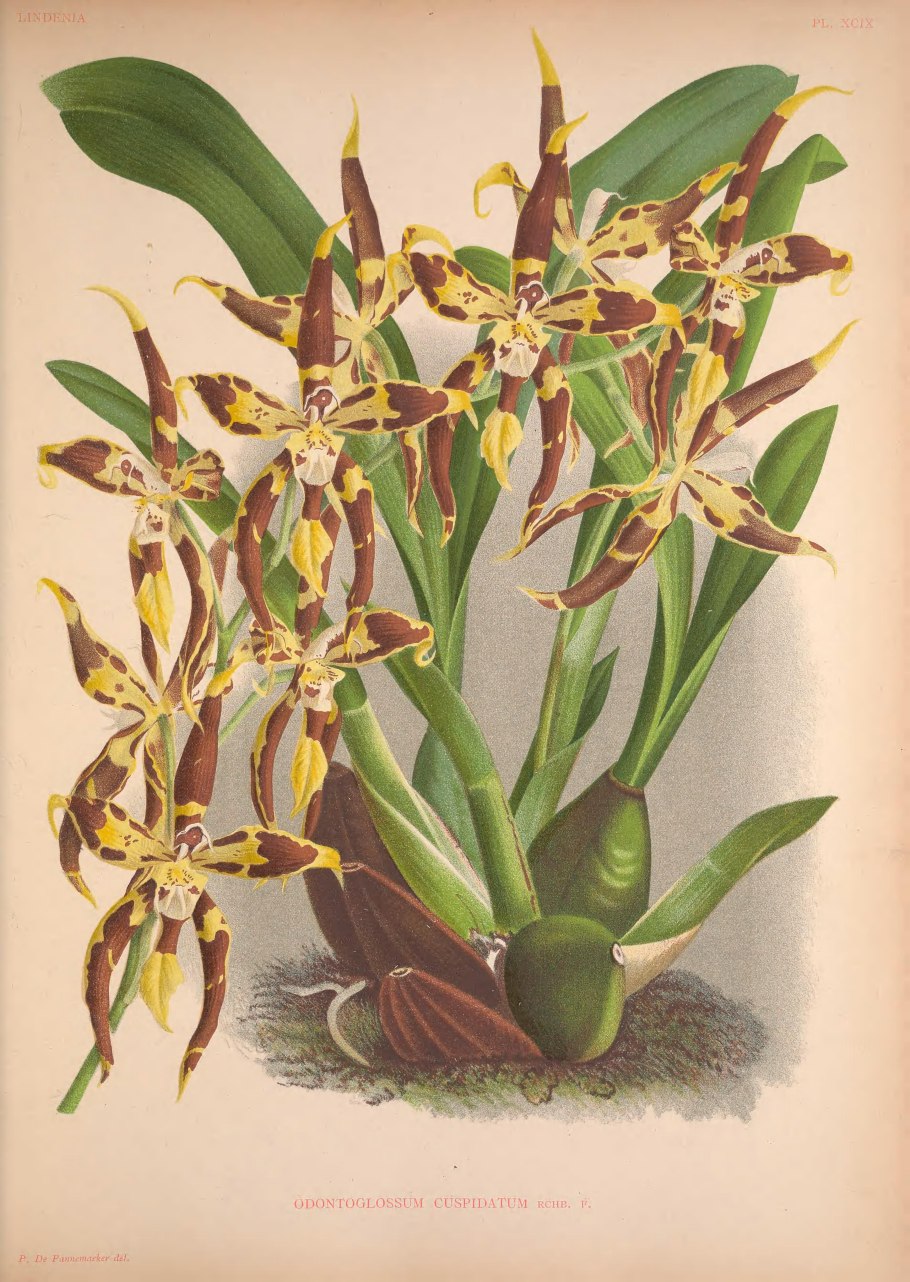 Орхидея Камбрия Ниппон