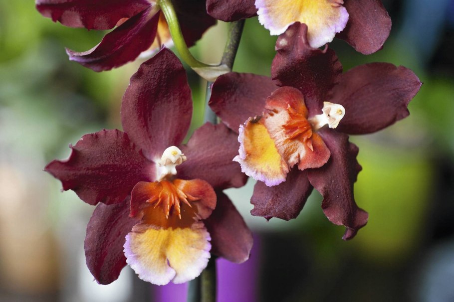 Одонтоглоссум Орхидея