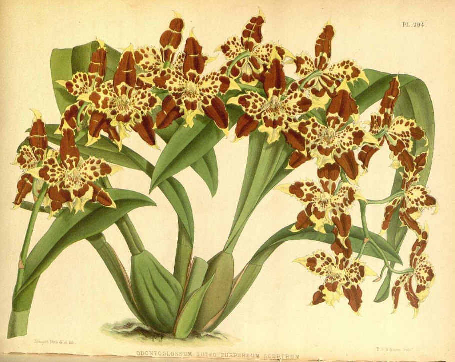 Одонтиода Ниппон