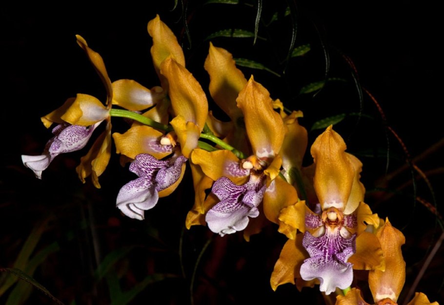 Odontoglossum Praestans