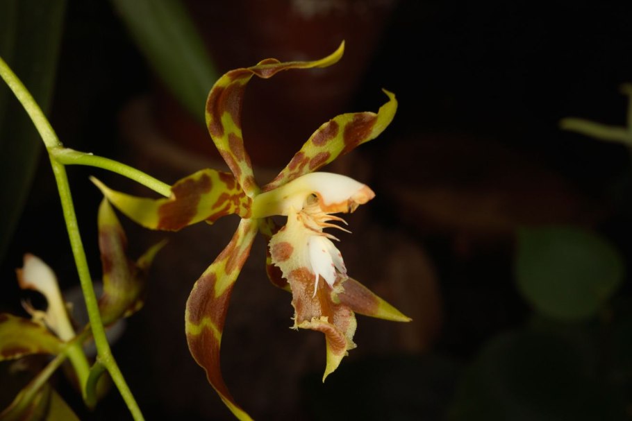 Орхидея Камбрия Вильсонара