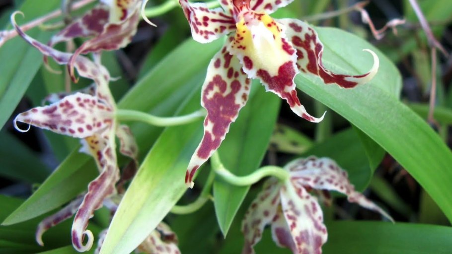 Odontoglossum Nippon